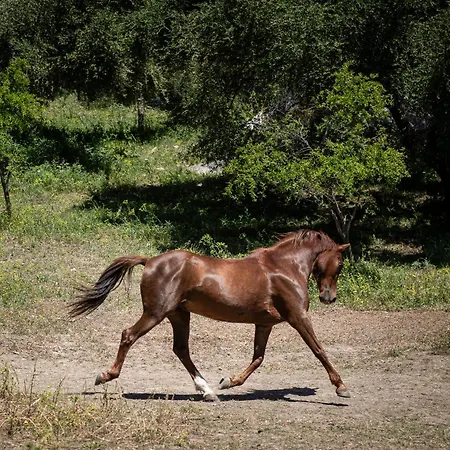 Cortijo Genesis Gaucin